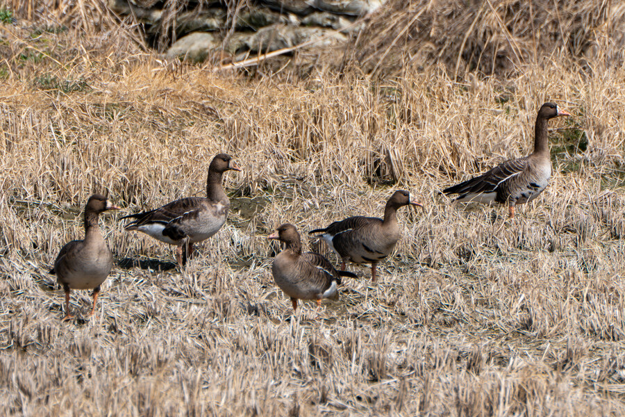 뒤늦게 올리는 3월 화성호 탐조_126.jpg