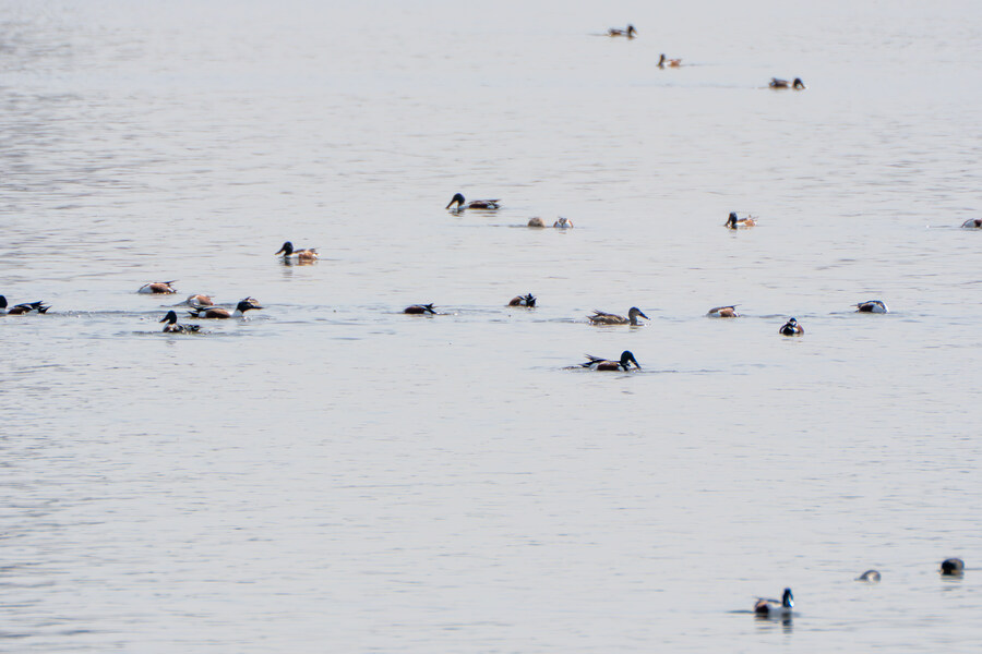 뒤늦게 올리는 3월 화성호 탐조_127.jpg