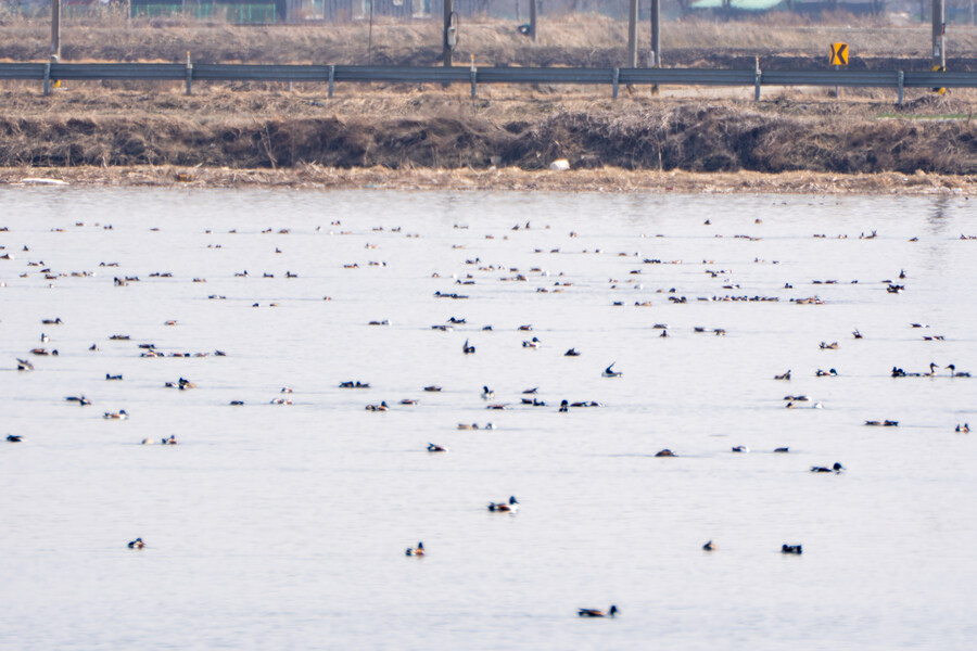 뒤늦게 올리는 3월 화성호 탐조_128.jpg