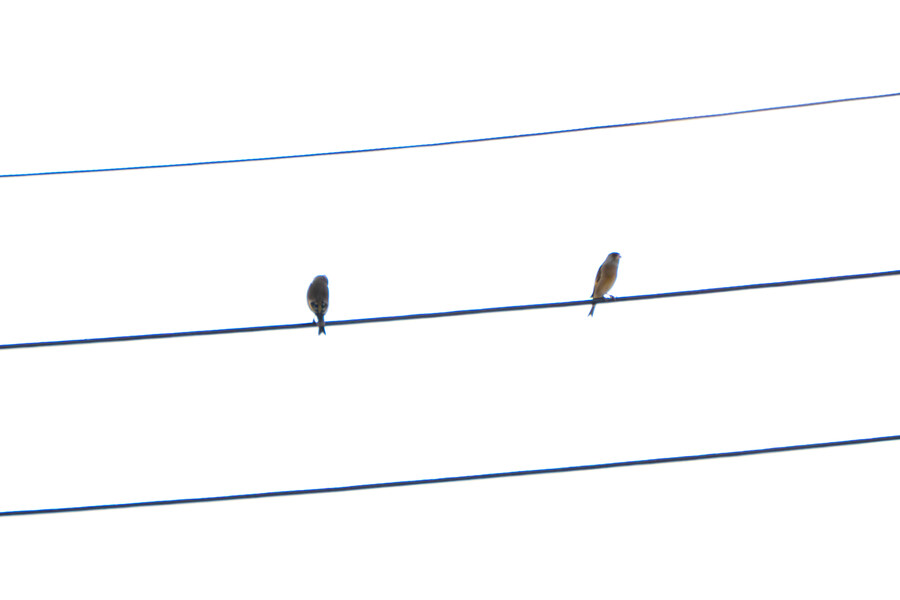 뒤늦게 올리는 3월 화성호 탐조_139.jpg