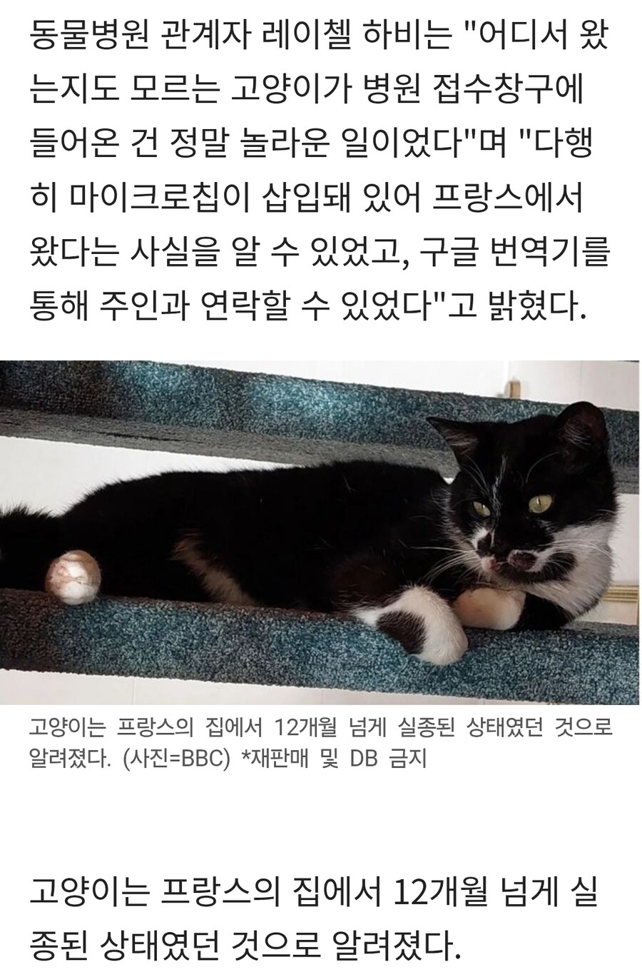 1년 전 가출한 프랑스 고양이…약 2000km 여행 후 '주인과 재회'_3.jpg