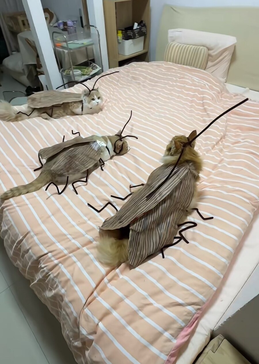 (혐)고양이는 귀엽지만_2.jpg