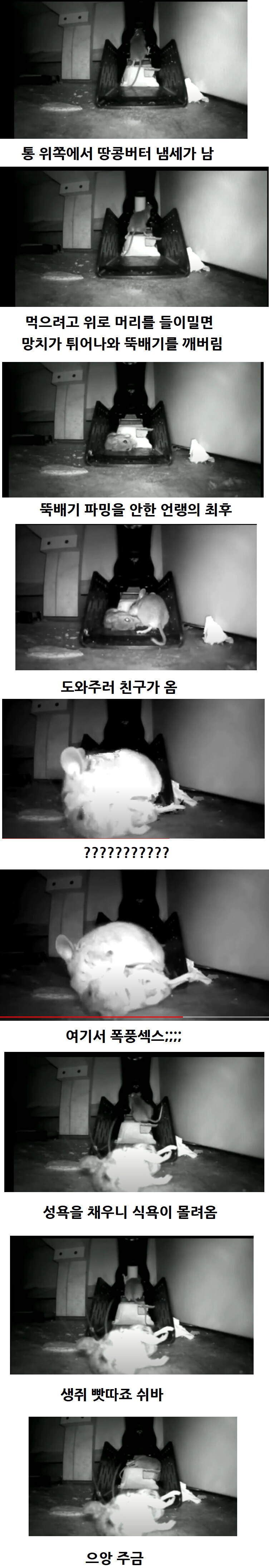 쥐덫의 위험성_1.jpg