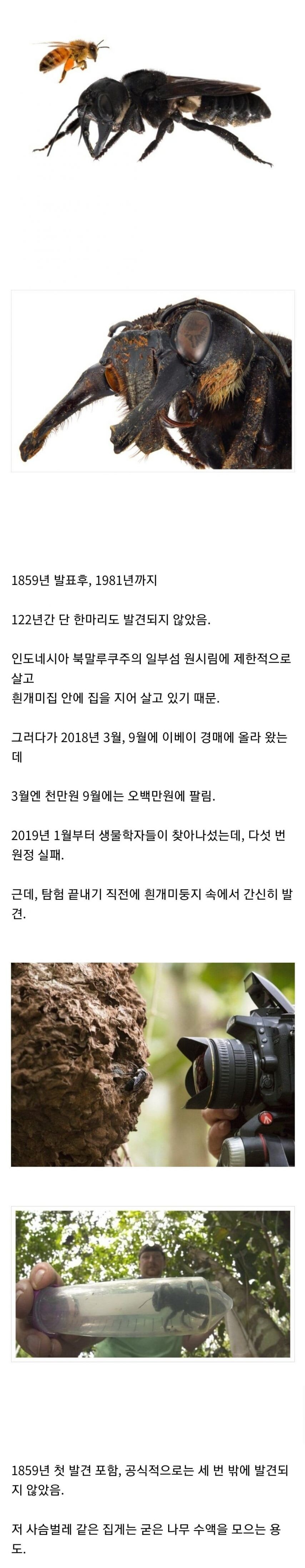 장수말벌조차 ㅈ밥으로만드는 벌_1.jpg