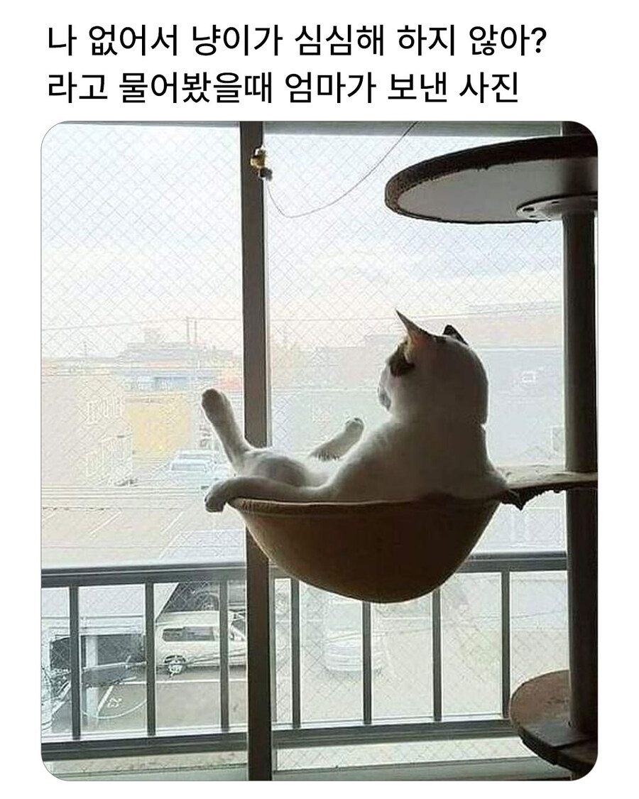 집사가 출근 한 후 고양이는_1.jpg