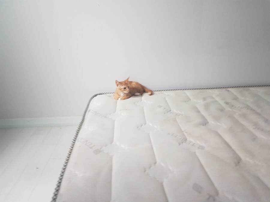 집 홈트중인데 허리는 해결됐구 근육_1.jpg