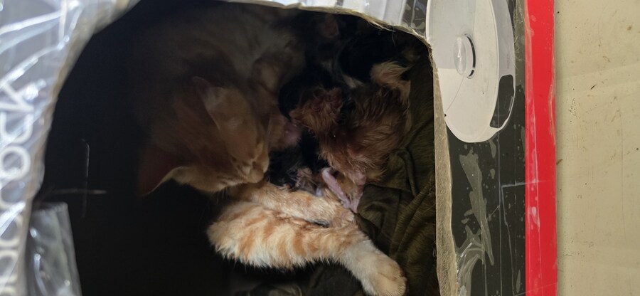 본가에 있는 길(집)냥이 새끼 낳았다네_1.jpg