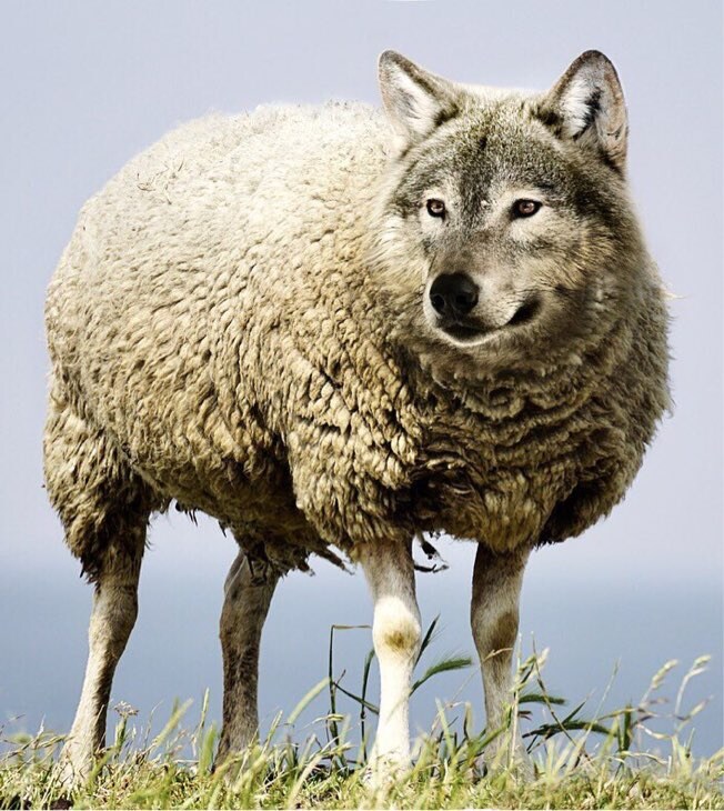 퍼옴) SCP-1210-JP-J "못 정하겠어" 만화.manwha_1.jpg