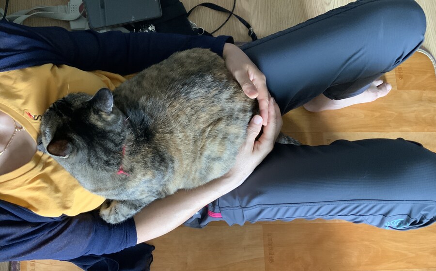 우리집 고양이가 지나치게 귀엽게 생김_6.jpg