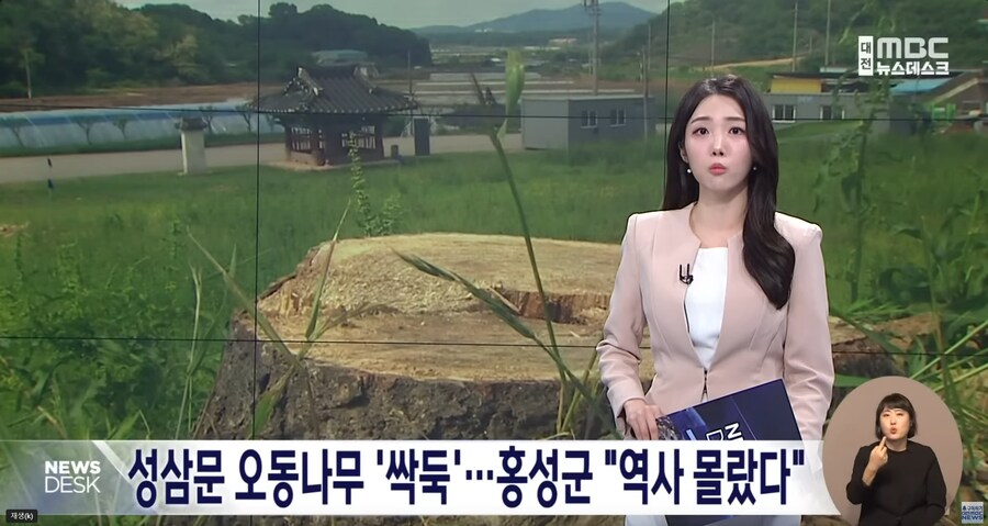 성삼문 오동나무 싹뚝, 홍성군 "역사 몰랐다"_1.png