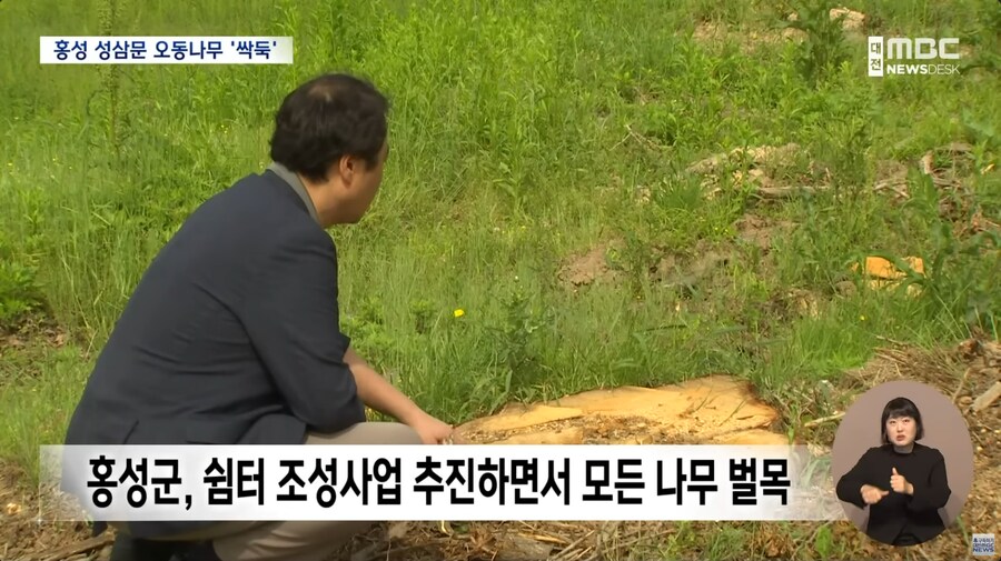 성삼문 오동나무 싹뚝, 홍성군 "역사 몰랐다"_3.png