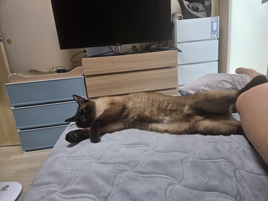 건방진 냥아치 놈 올려봅니다_3.jpg