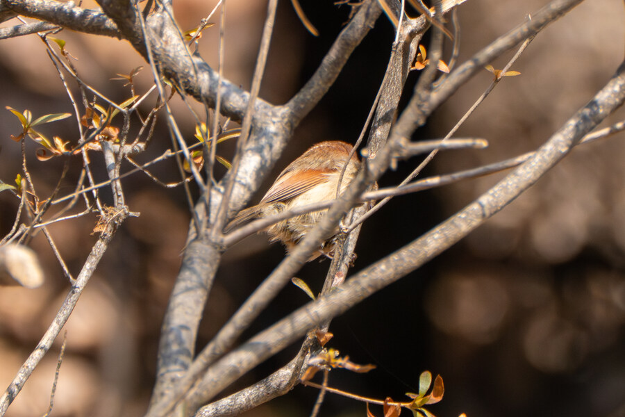 3월달 서서울호수공원 탐조_31.jpg