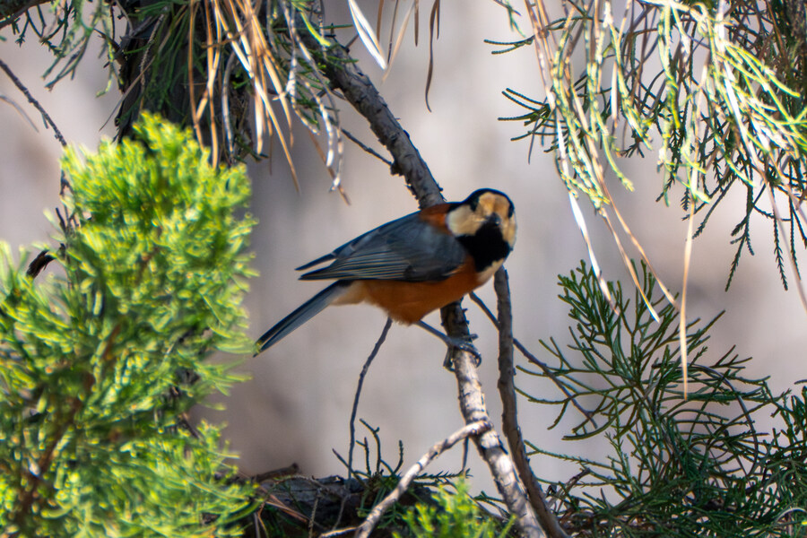 3월달 서서울호수공원 탐조_32.jpg