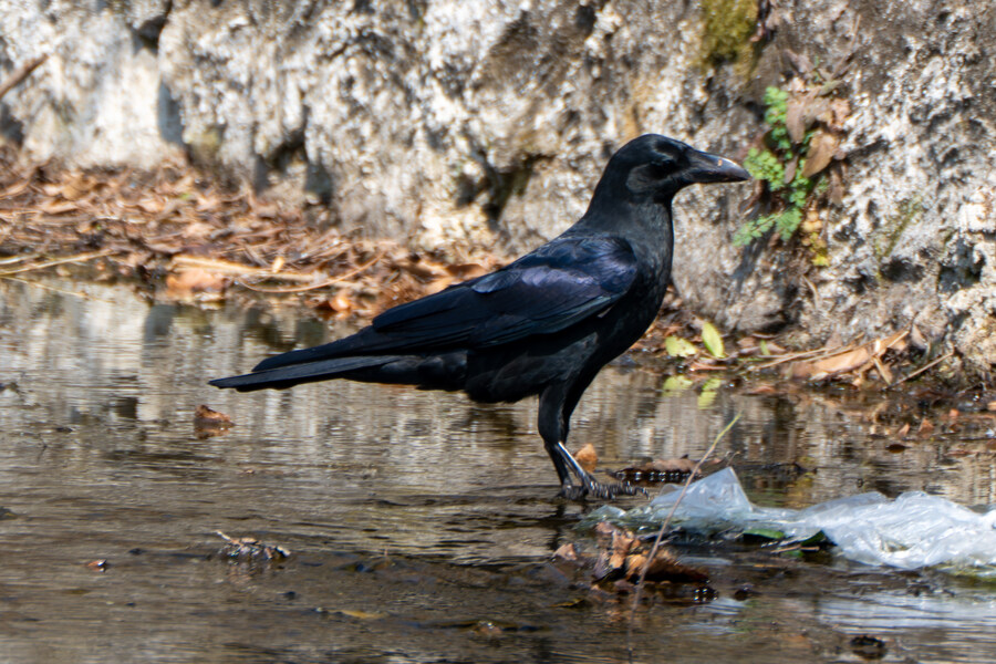 3월달 서서울호수공원 탐조_37.jpg