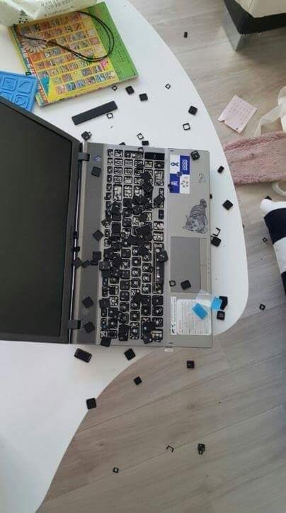 앵무새 분양합니다_1.jpg