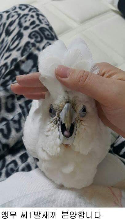 앵무새 분양합니다_2.jpg