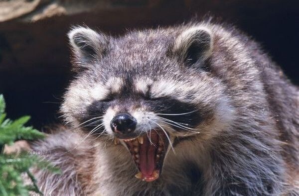 창세기전) 모바일 이너 월드 스토리 - 두 여신의 이야기 - (스압) (스포)_252.png