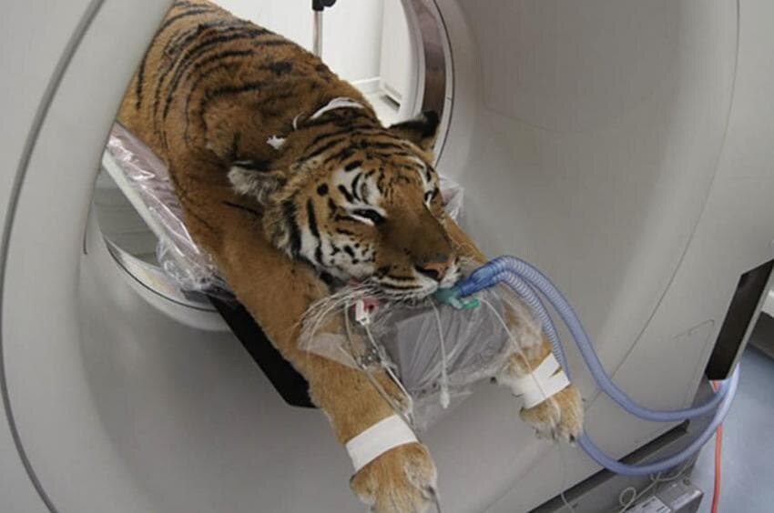 동물들 검사하는 모습_8.jpg