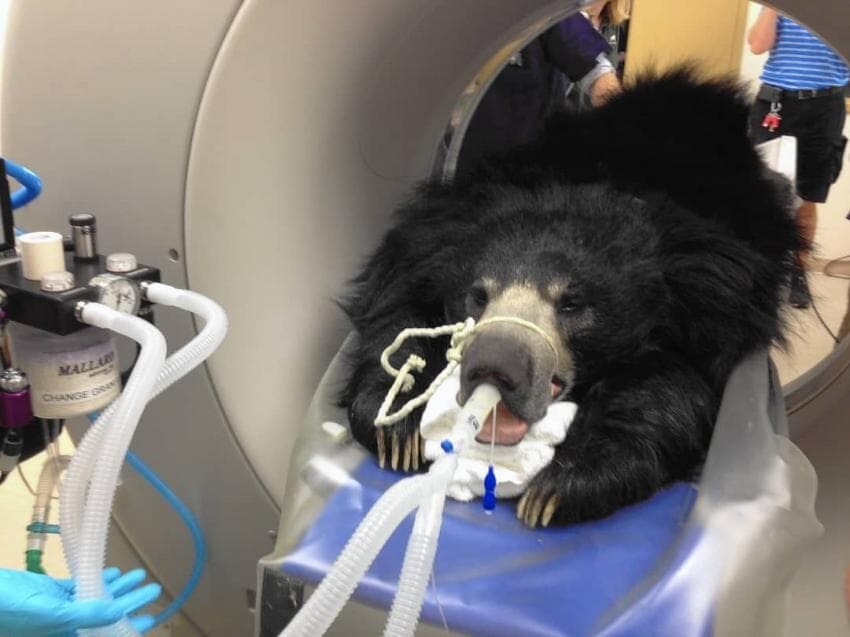 동물들 검사하는 모습_15.jpg