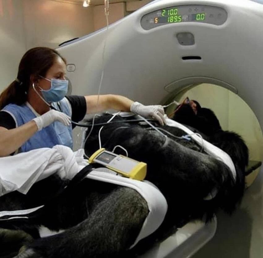 동물들 검사하는 모습_23.jpg