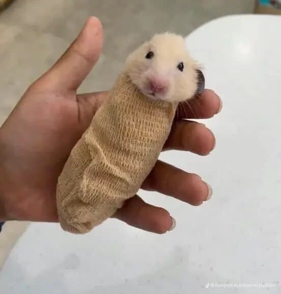 동물들 검사하는 모습_27.jpg