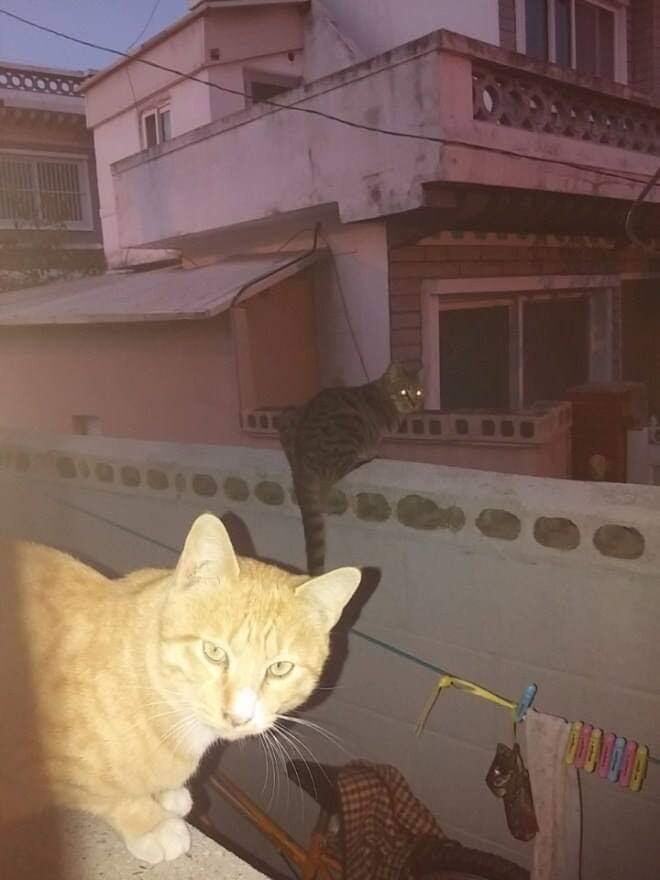 고양이들 사이에서 소문 난 집.jpg_6.jpg