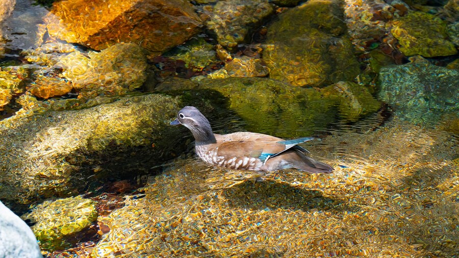 풀프레임 카메라로 찍은 고화질 원앙이 사진 입니다._2.jpg