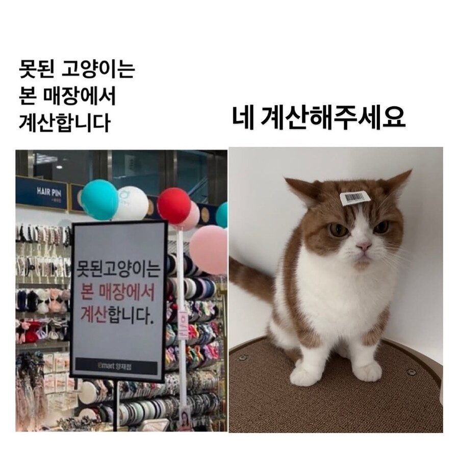 못된 고양이는 매장에서 계산합니다._1.jpg