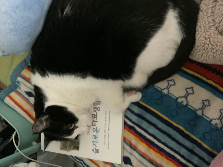 뚱냥아! 충분히 확대시켜줬으니 이제 나가서 살래?_3.jpg