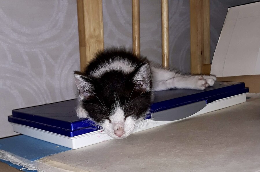 뚱냥아! 충분히 확대시켜줬으니 이제 나가서 살래?_1.jpg