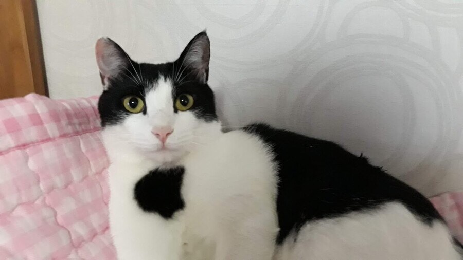 뚱냥아! 충분히 확대시켜줬으니 이제 나가서 살래?_4.jpg