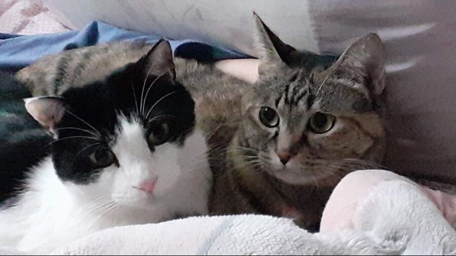 뚱냥아! 충분히 확대시켜줬으니 이제 나가서 살래?_5.jpg