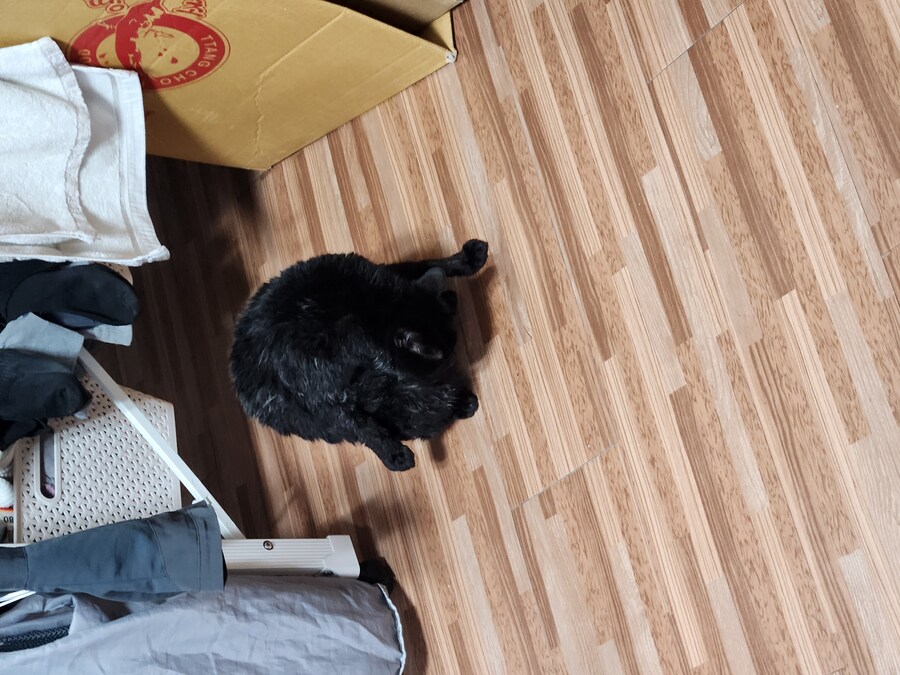 인기없는 검은 고양이 목욕후.._3.jpg