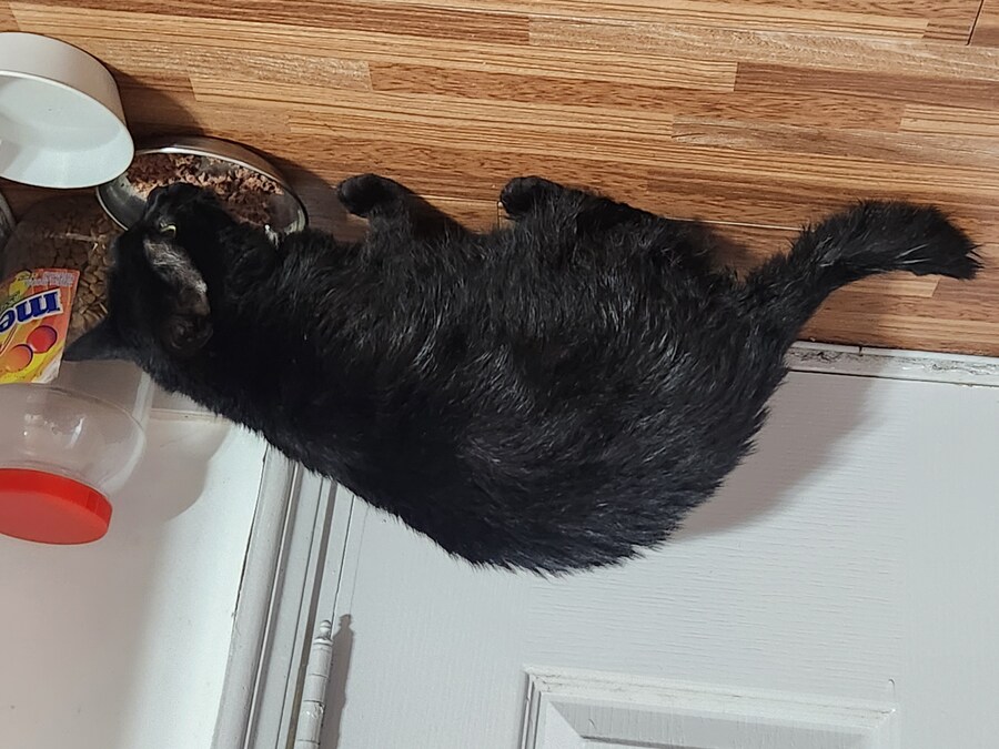 인기없는 검은 고양이 목욕후.._4.jpg