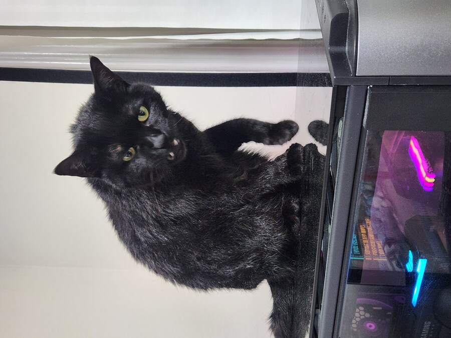 인기없는 검은 고양이 목욕후.._5.jpg