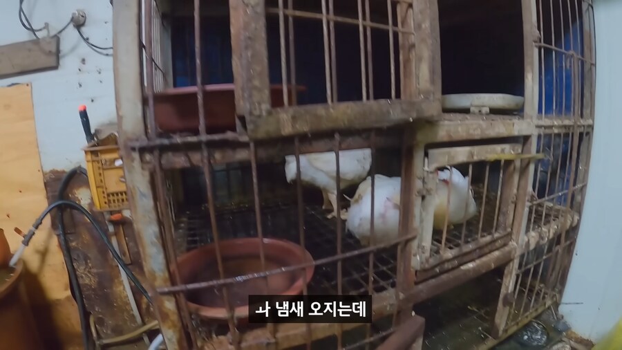약혐) 무인도에 살아있는 닭 가져가기_4.png