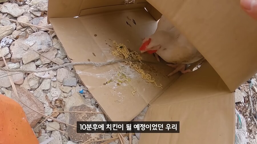 약혐) 무인도에 살아있는 닭 가져가기_17.png