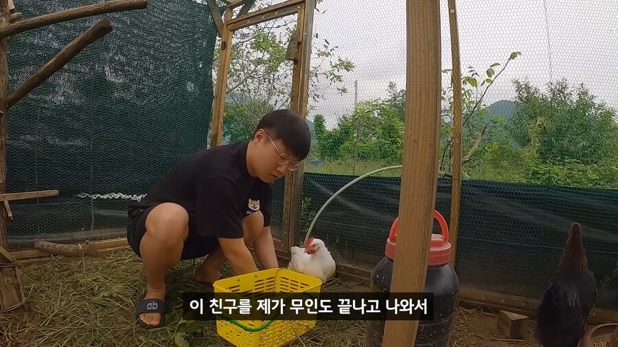 약혐) 무인도에 살아있는 닭 가져가기_22.png