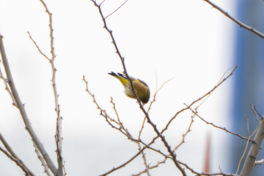 4월, 두번째 영종도 탐조_2.jpg