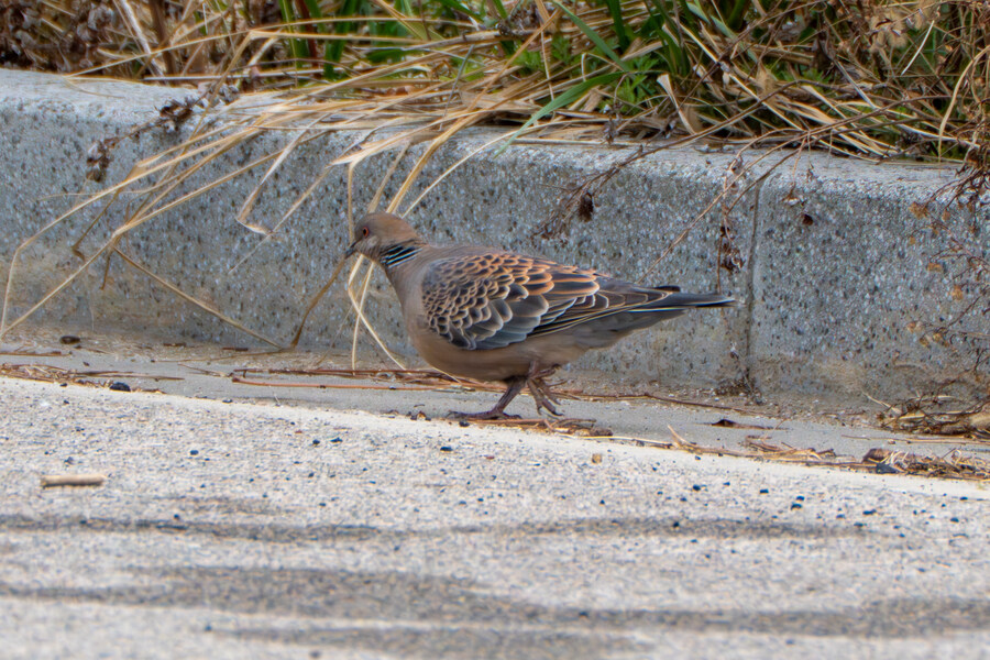 4월, 두번째 영종도 탐조_8.jpg