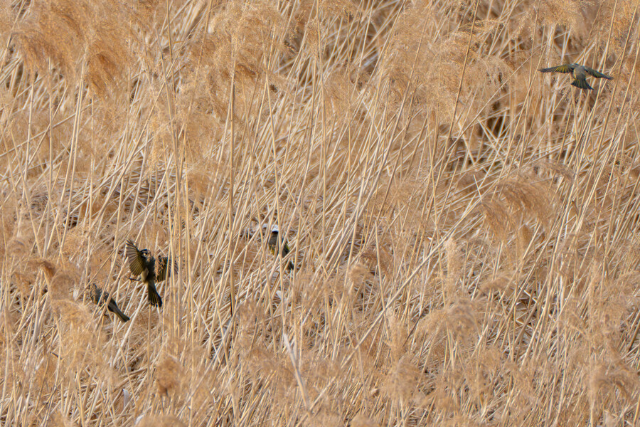 4월, 두번째 영종도 탐조_10.jpg