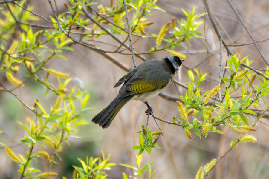 4월, 두번째 영종도 탐조_12.jpg