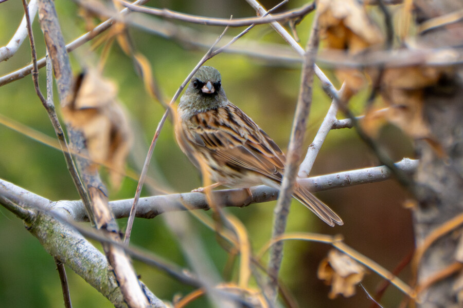 4월, 두번째 영종도 탐조_14.jpg