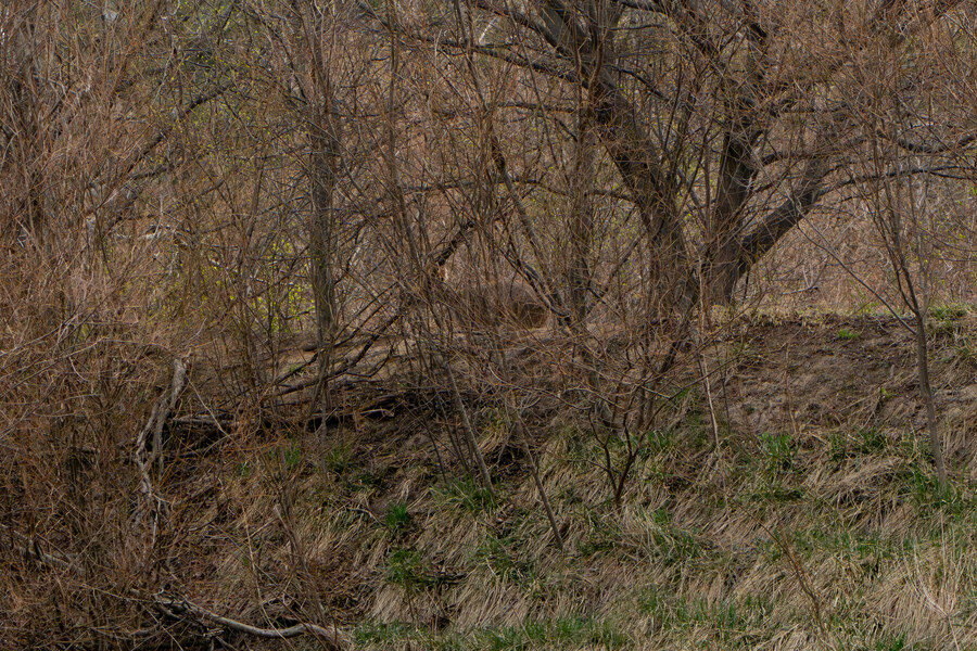 4월, 두번째 영종도 탐조_17.jpg