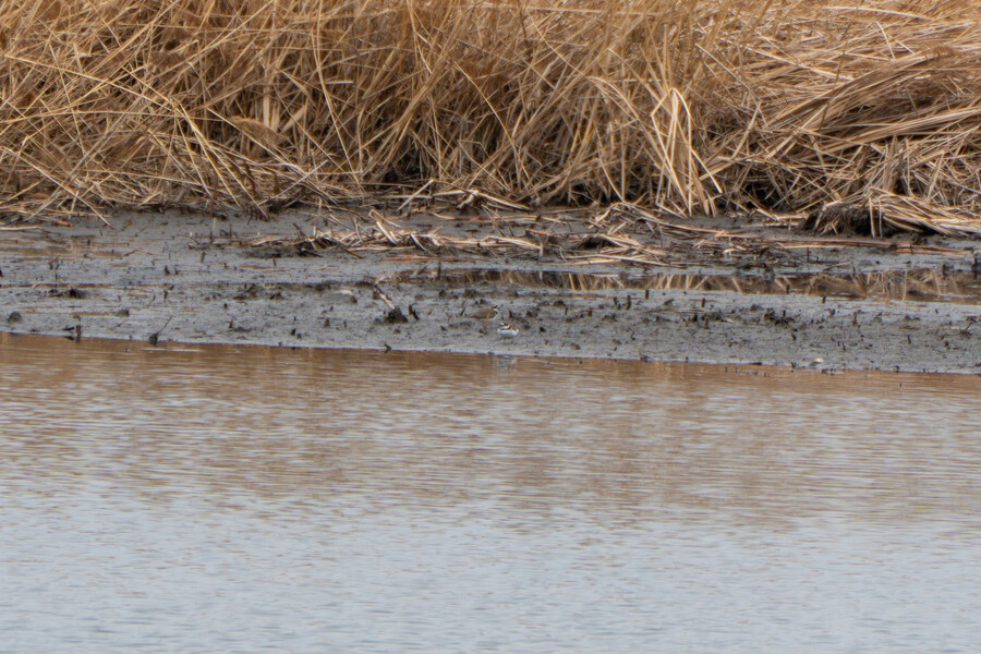4월, 두번째 영종도 탐조_20.jpg