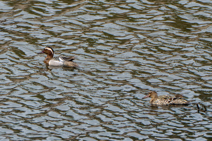 4월, 두번째 영종도 탐조_22.jpg