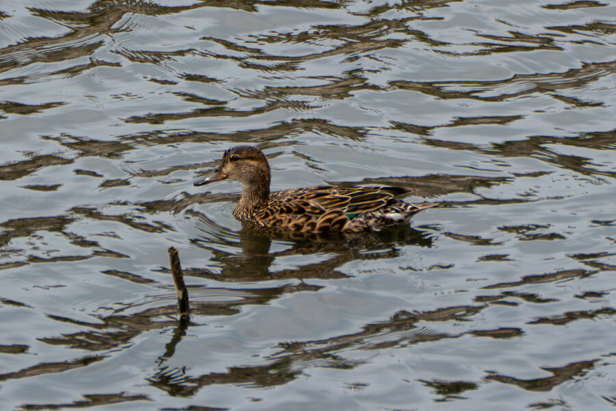4월, 두번째 영종도 탐조_21.jpg