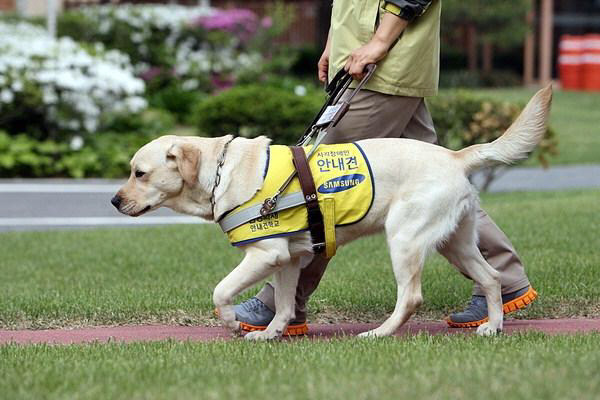 의외로 한국에서 반려견에게 입히고 다니면 불법인 강아지 옷.jpg_1.jpg