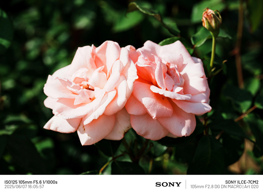 [사진] 남성 갱년기 픽_2.webp